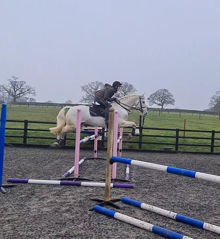 New Competition Horse Ziggy