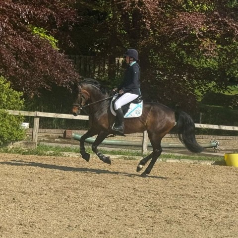 Dorset Showground - BS Holly