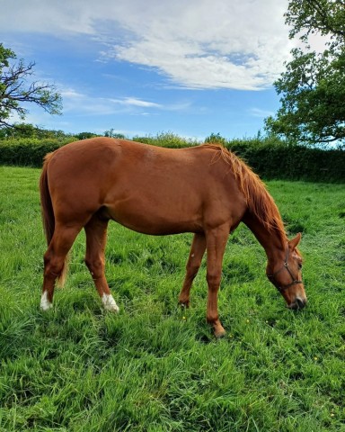 Happy 2nd Birthday Zeus