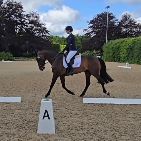Dorset Showground- Dressage - Holly