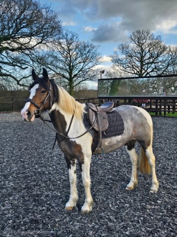 Jasmine - Schooling Livery